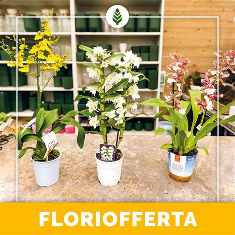 Dendrobium E Oncidium