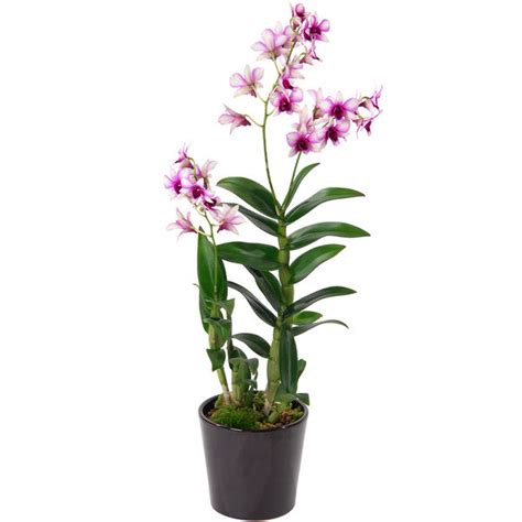 Dendrobium E Rose