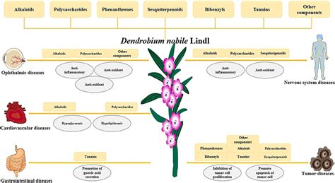 Dendrobium Effects