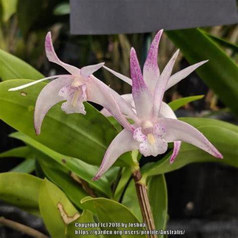 Dendrobium Ellen