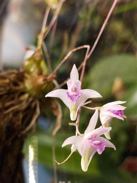 Dendrobium Elliotianum