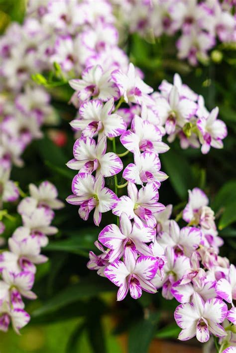 Dendrobium Enobi Pink Splash