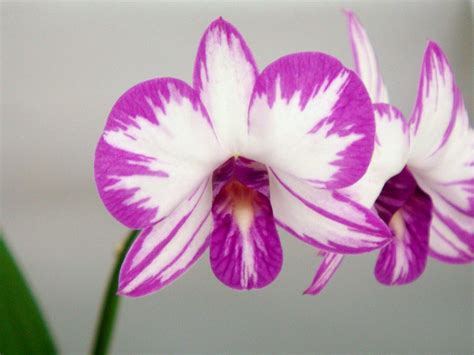 Dendrobium Enobi Purple