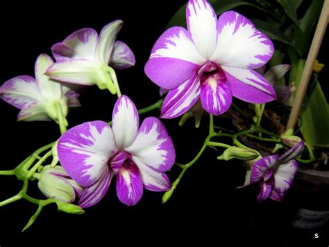 Dendrobium Enobi Purple Splash