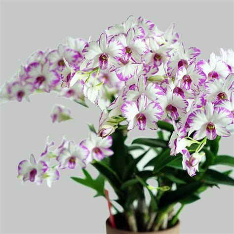 Dendrobium Enobi Splash