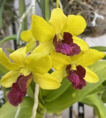 Dendrobium Everlasting Love