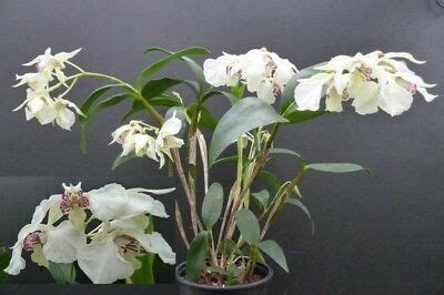 Dendrobium Eximium