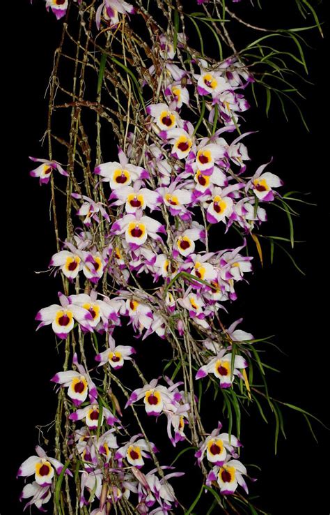 Dendrobium Falconeri
