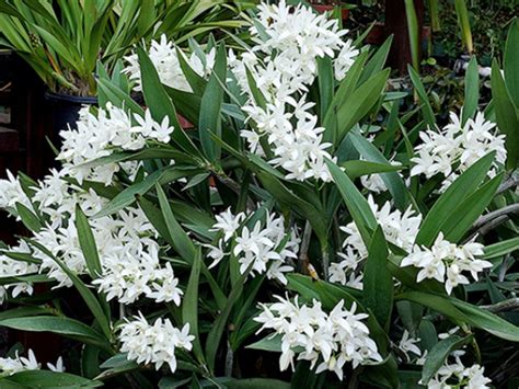 Dendrobium Falcorostrum For Sale