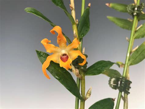 Dendrobium Fanjingshanense