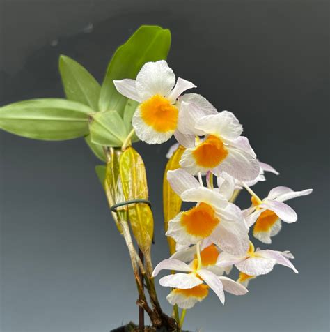 Dendrobium Farmeri
