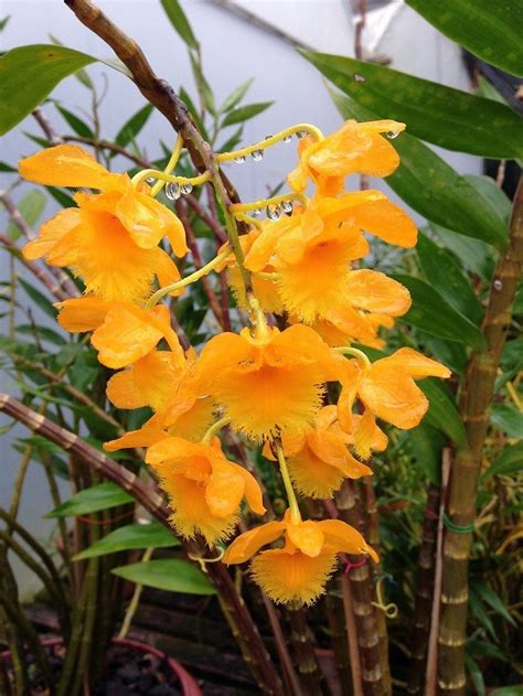 Dendrobium Fimbriatum