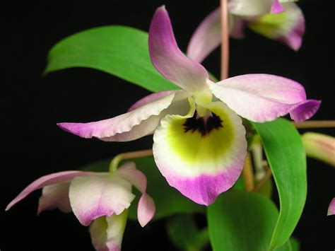 Dendrobium Findlayanum Var Oculatum