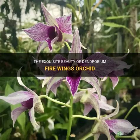Dendrobium Fire Wings