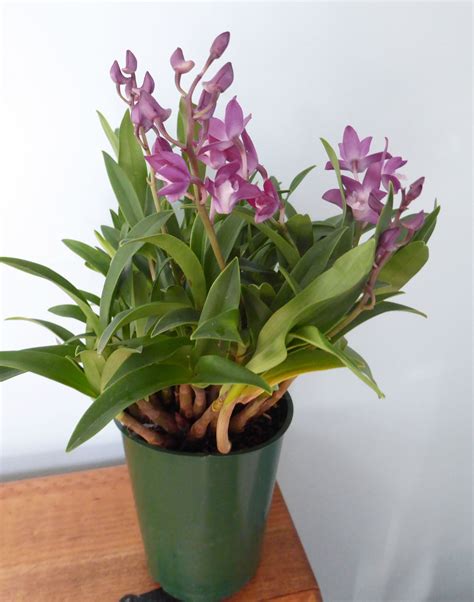 Dendrobium Flower Spike