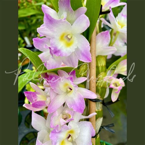 Dendrobium For Sale
