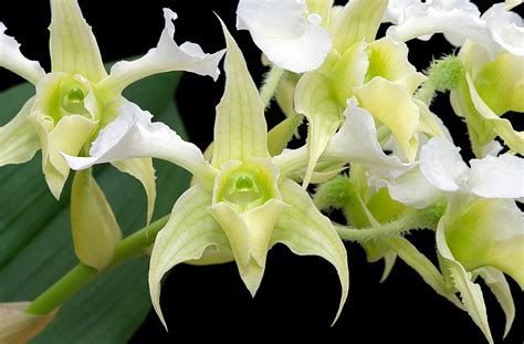 Dendrobium Forbesii