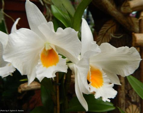 Dendrobium Formidable