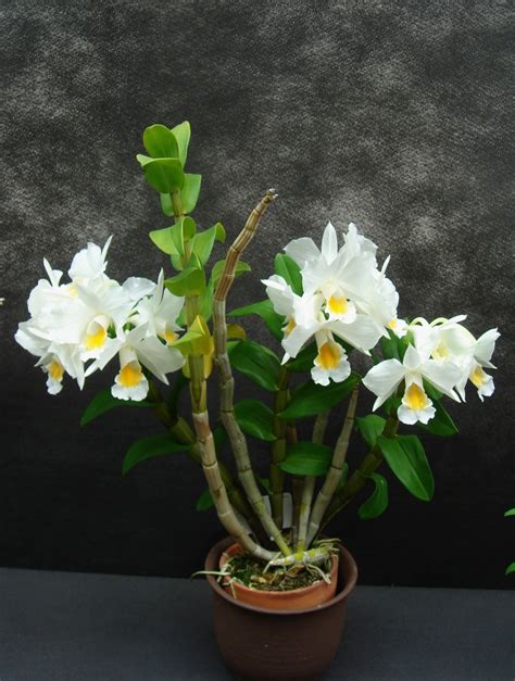 Dendrobium Formosum