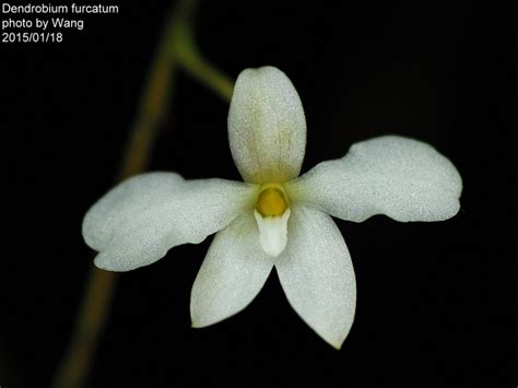 Dendrobium Furcatum