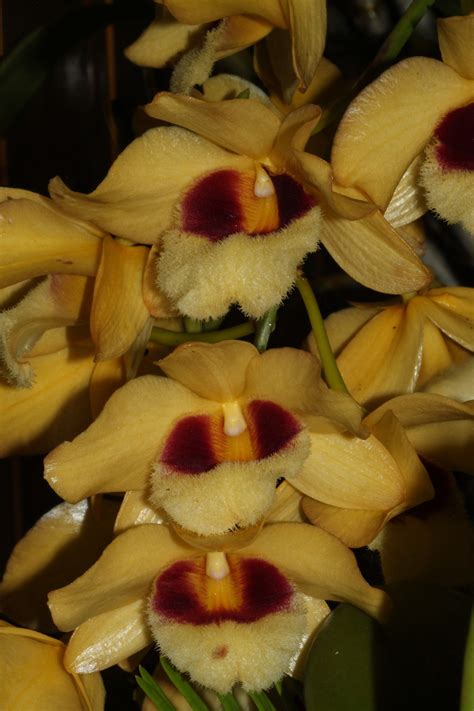 Dendrobium Gatton Sunray
