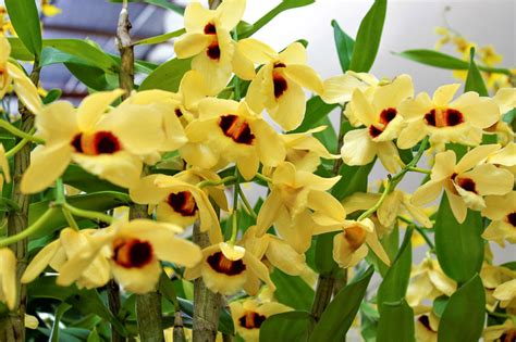Dendrobium Gatton Sunray History