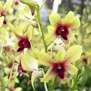 Dendrobium Gold 91