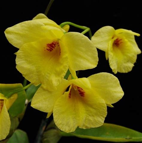 Dendrobium Golden Aya
