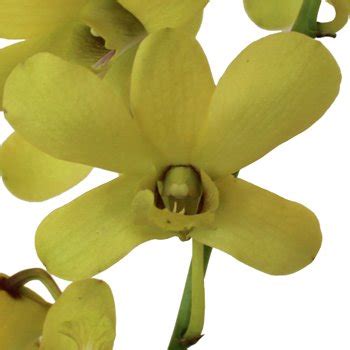 Dendrobium Golden Green