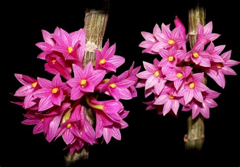 Dendrobium Goldschmidtianum