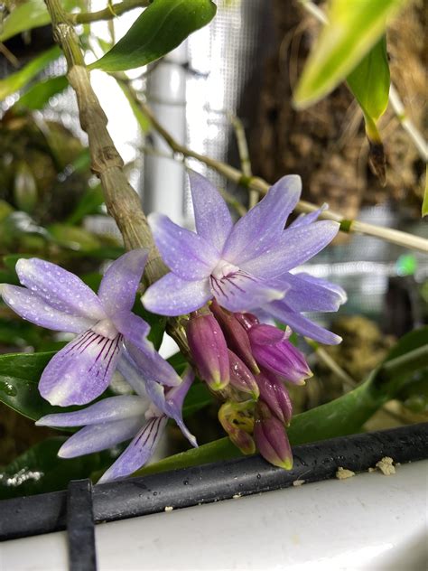 Dendrobium Gonzalesii