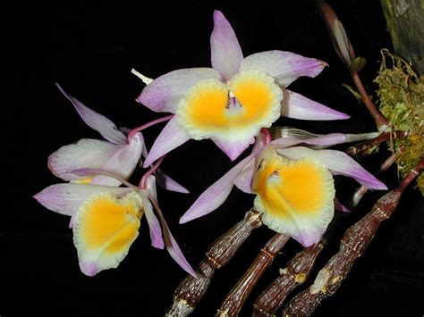 Dendrobium Gratiosissimum