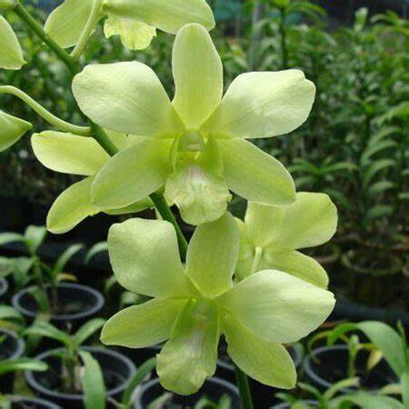 Dendrobium Green