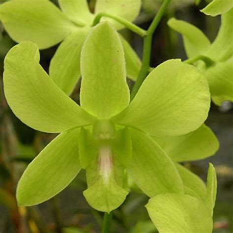 Dendrobium Green Apple