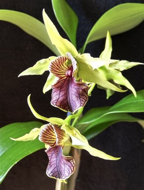 Dendrobium Green Elf