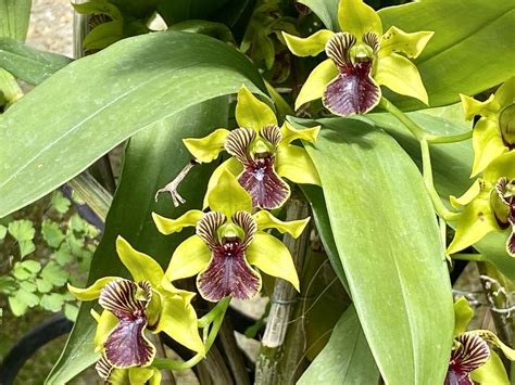 Dendrobium Green Flash