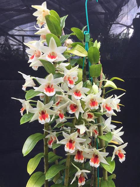 Dendrobium Green Lantern