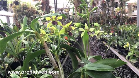 Dendrobium Green Mist