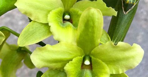 Dendrobium Green Surprise