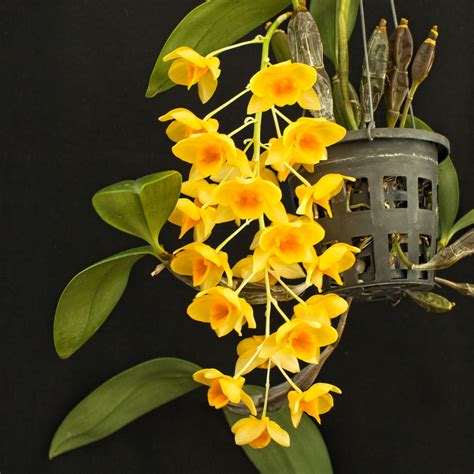 Dendrobium Griffithianum