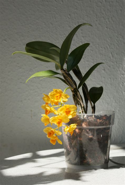 Dendrobium Griffithianum Care
