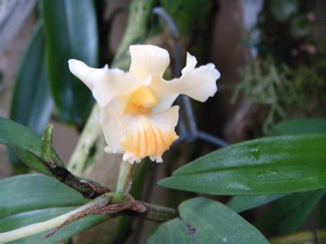 Dendrobium Hallieri