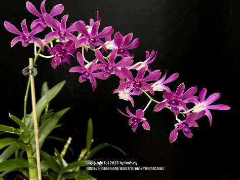 Dendrobium Hawaiian Punch