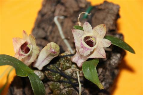 Dendrobium Hekouense