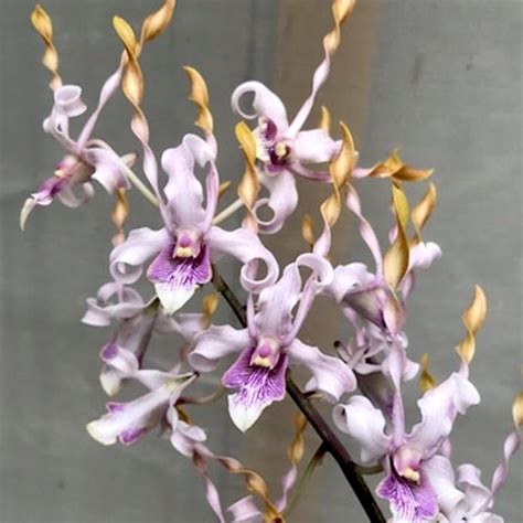 Dendrobium Helix