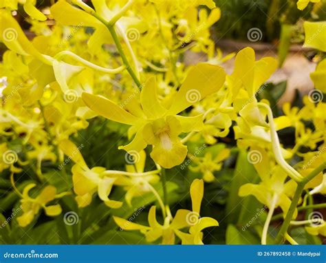 Dendrobium Helix Yellow