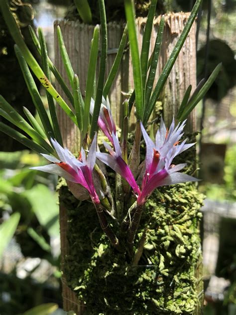 Dendrobium Hellwigianum