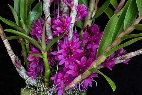 Dendrobium Hibiki For Sale