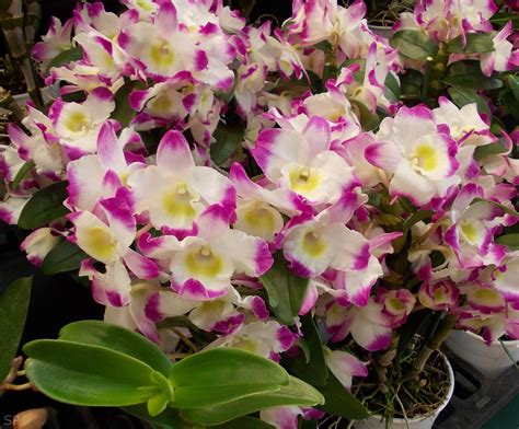 Dendrobium Hybrid