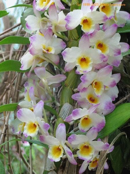Dendrobium Hybrid List
